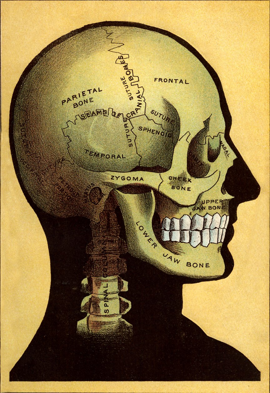 Anatomische kaart, het hoofd door Unbekannt