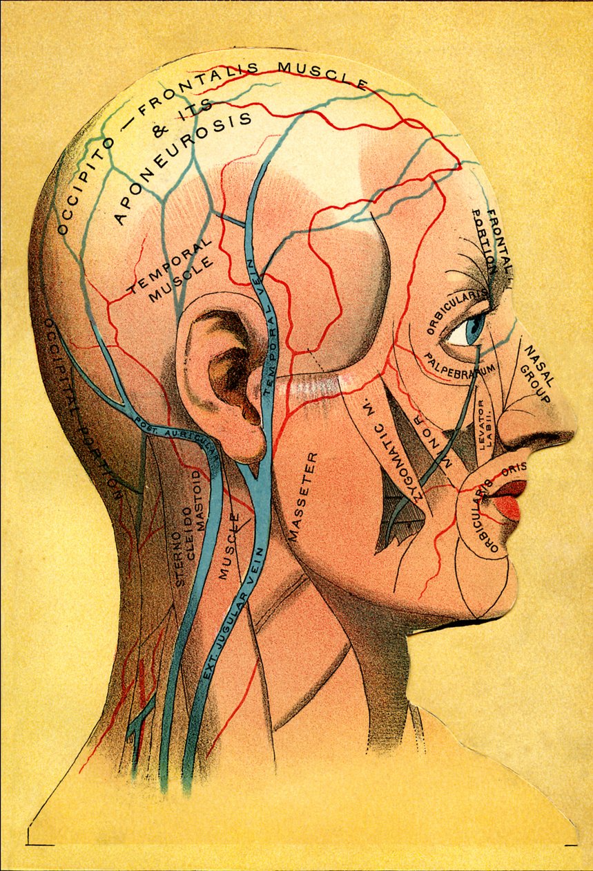 Anatomische kaart, het hoofd - Hoofdhuid: veneuze afvoer door Unbekannt