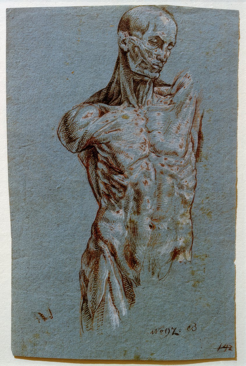Anatomische studie (Ecorché) door Unbekannt