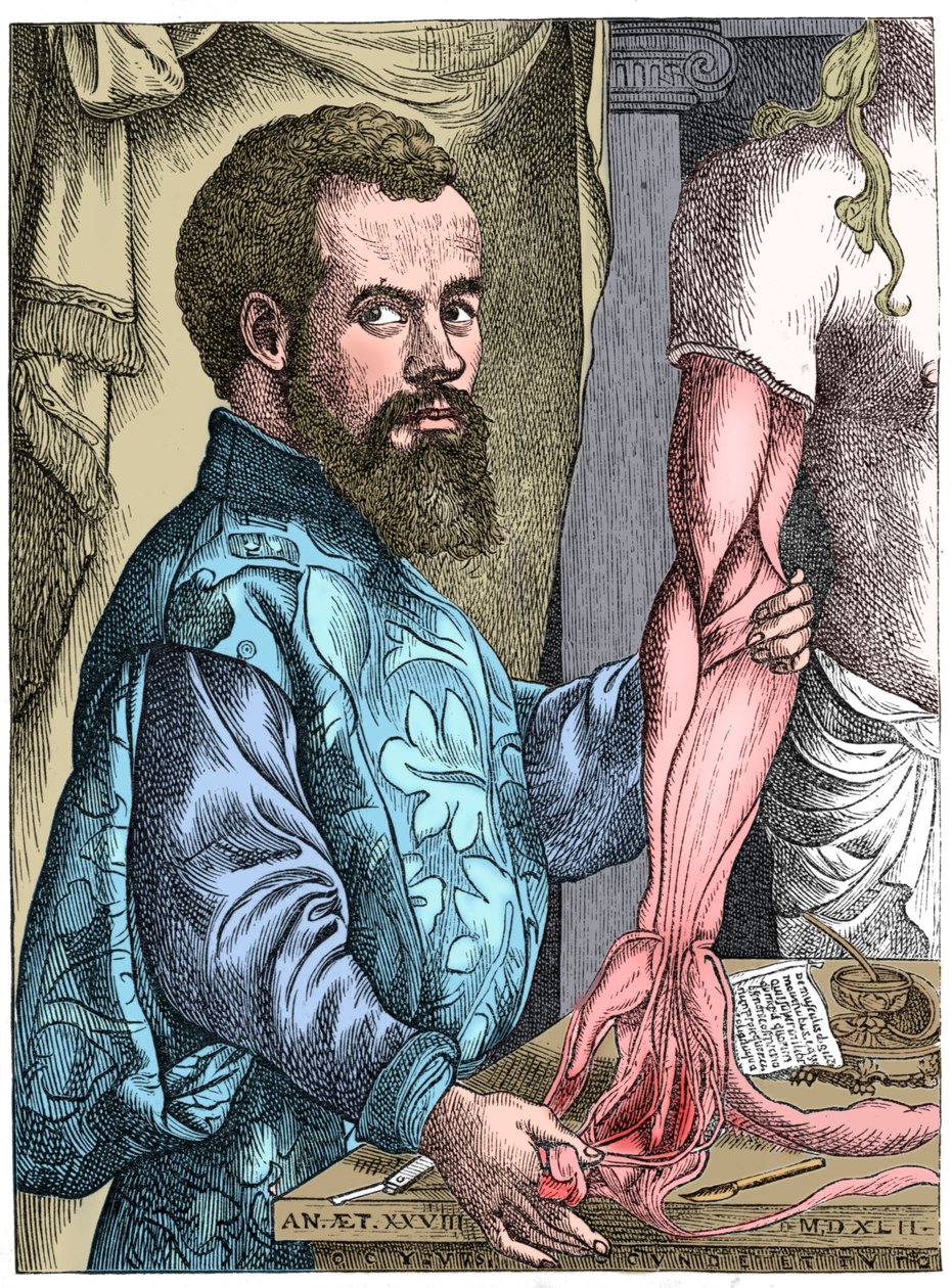 Andreas Vesalius, 16e-eeuwse Vlaamse anatoom door Unbekannt