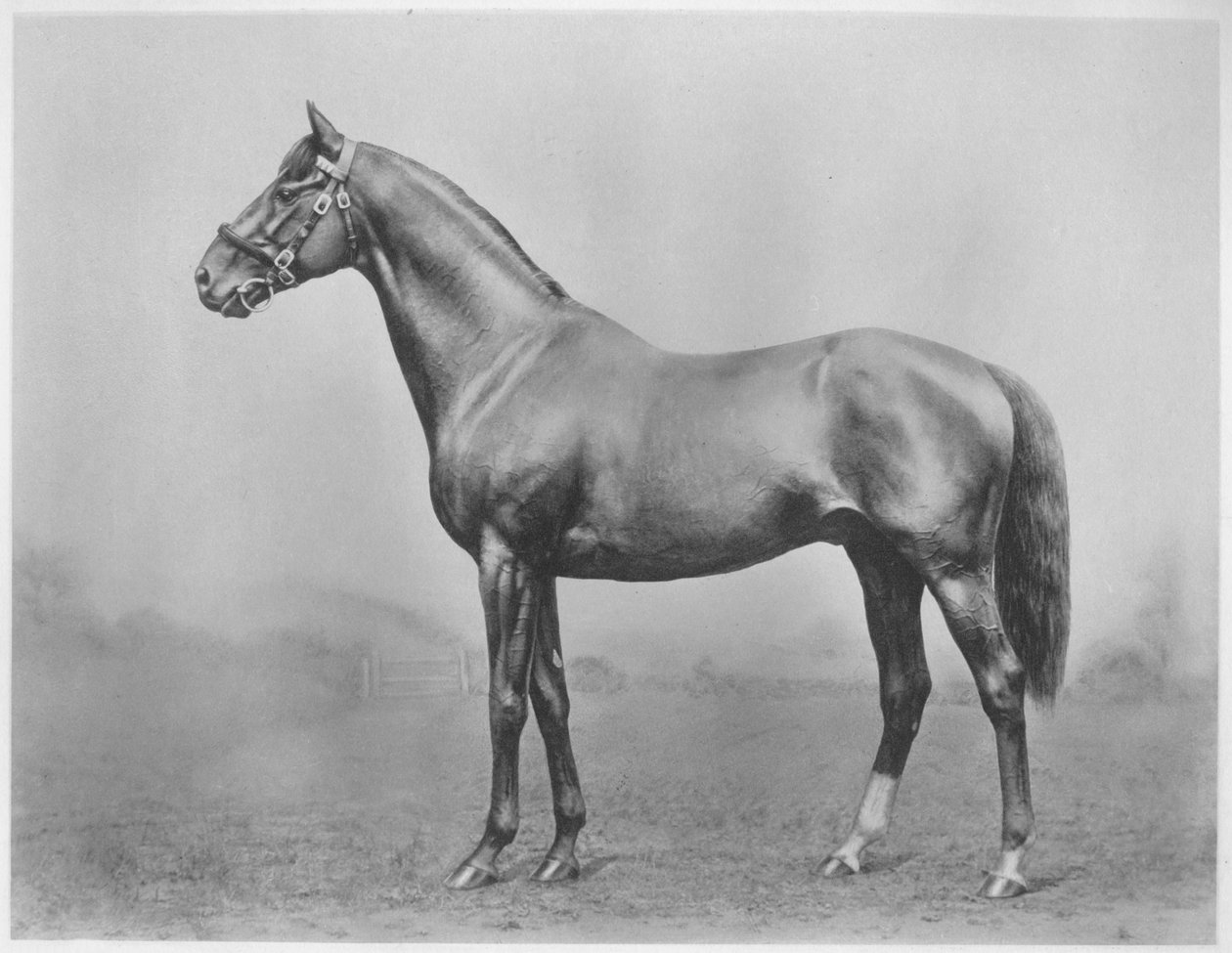 Bachelors Button. Winkfield - Milady, 1911 door Unbekannt