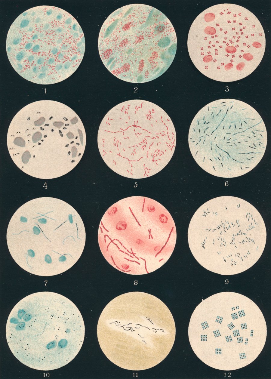 Bacteriën door Unbekannt