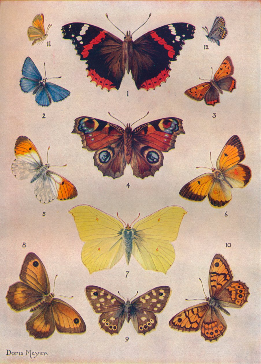 Mooie Vlinders van de Britse Eilanden, ca. 1934 door Unbekannt