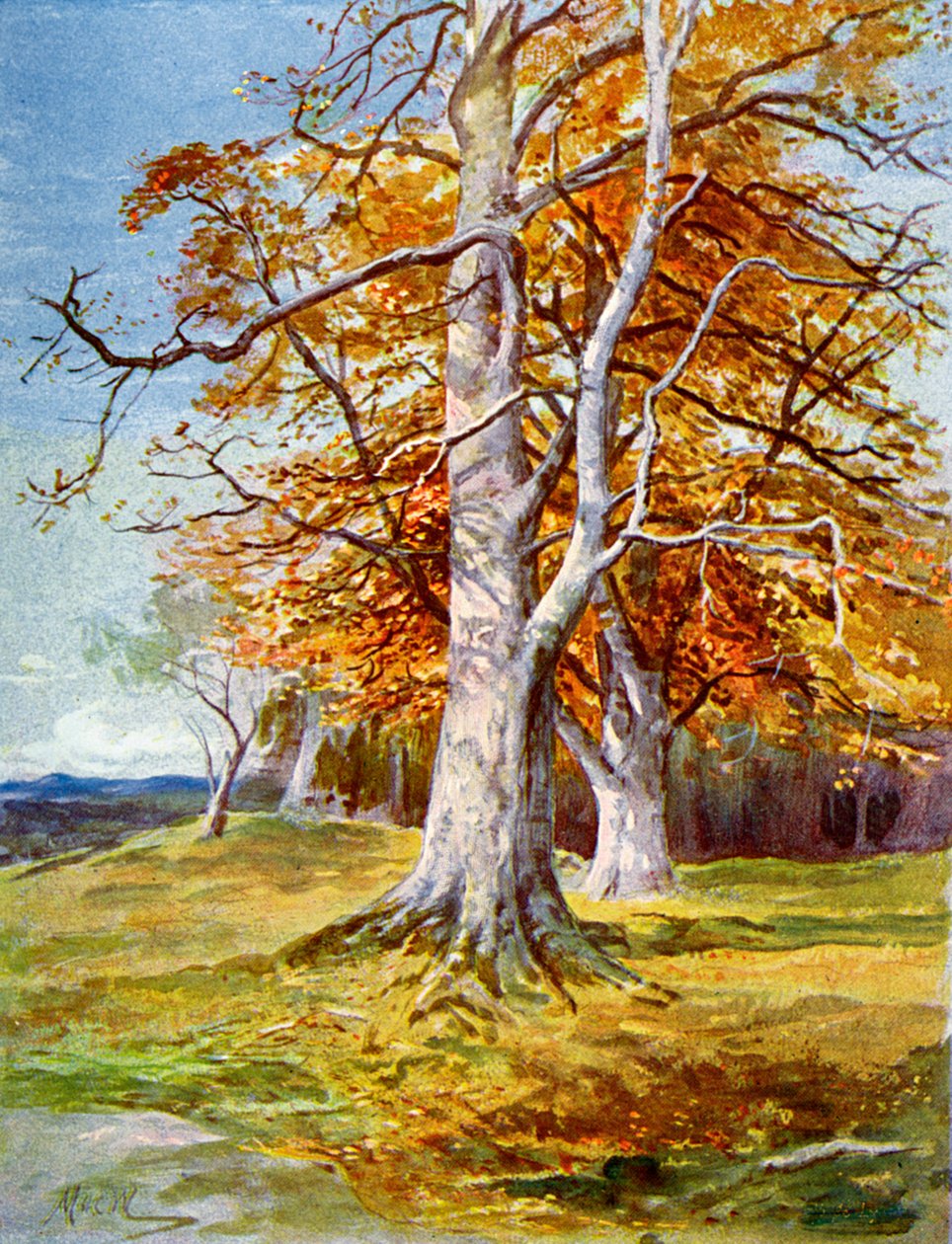 Beuk, herfst door Unbekannt