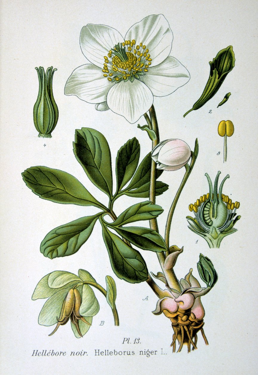 Zwarte nieskruid, 1893 door Unbekannt