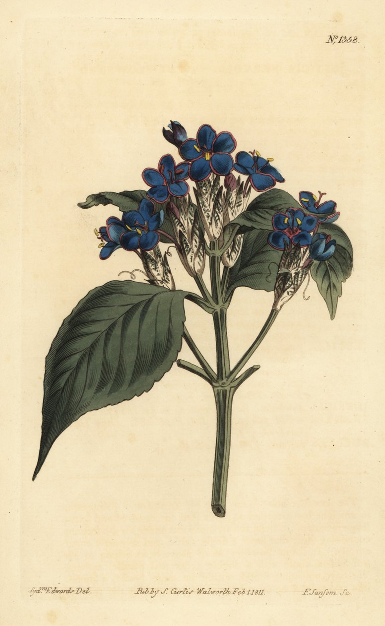 Blauwe salie, Eranthemum pulchellum (Blauw-bloeiende justicia, Justicia nervosa) door Unbekannt