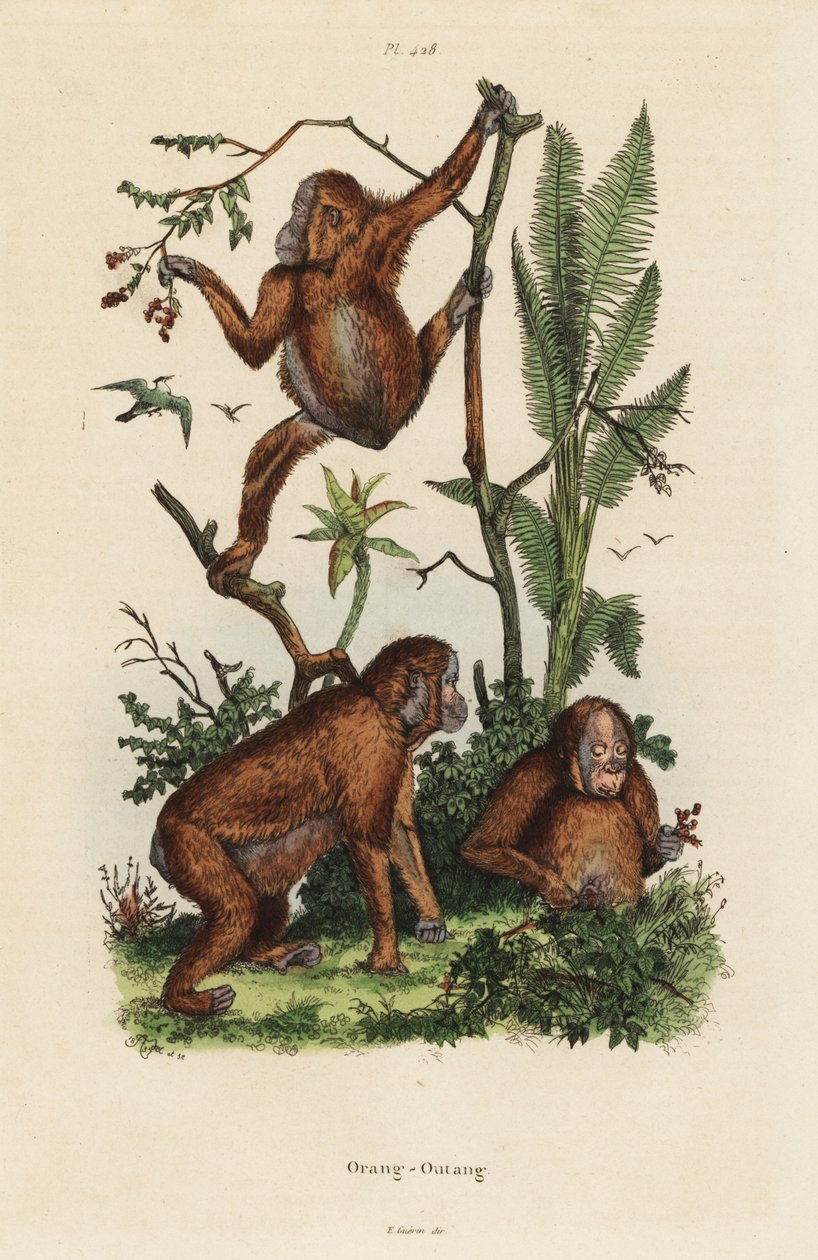 Borneose orang-oetans, Pongo pygmaeus door Unbekannt