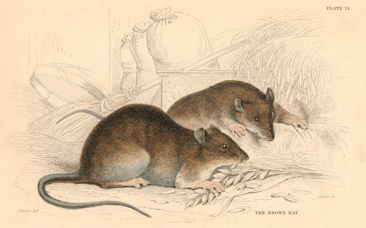 Bruine rat Rattus rattus door Unbekannt