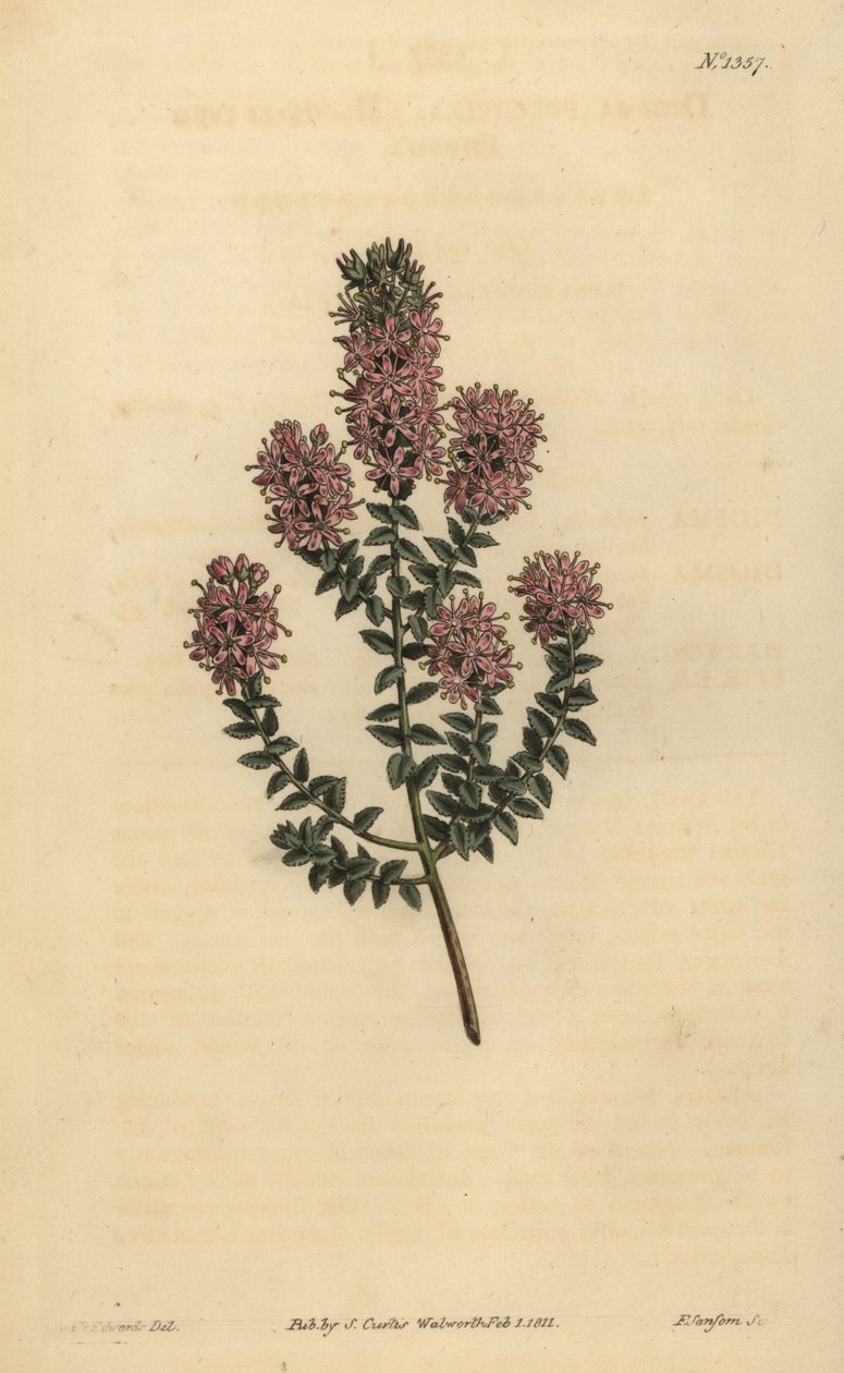 Buchu, Agathosma pulchella (Stompe diosma, Diosma pulchella) door Unbekannt
