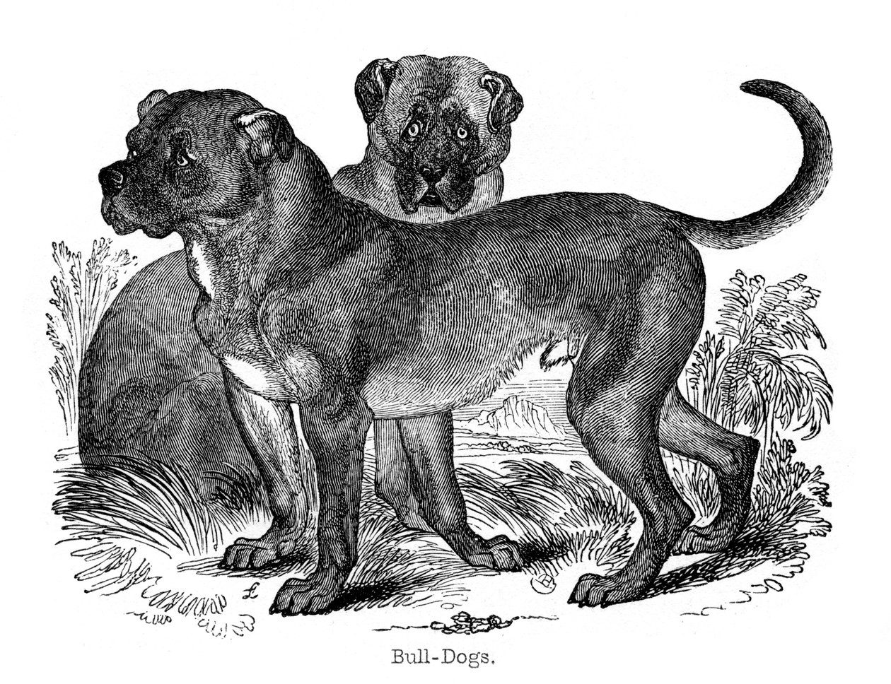 Bulldog, 1848 door Unbekannt