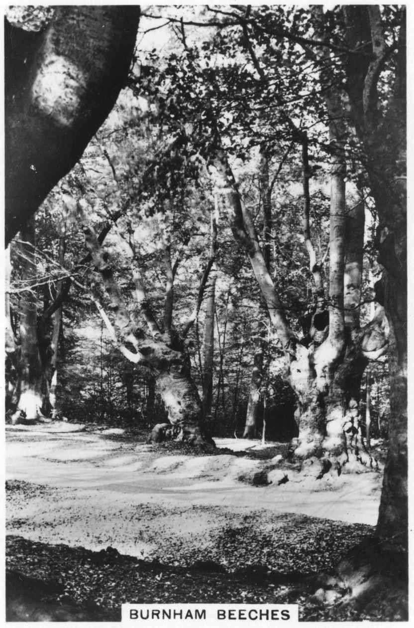 Burnham Beeches, Buckinghamshire, 1937 door Unbekannt