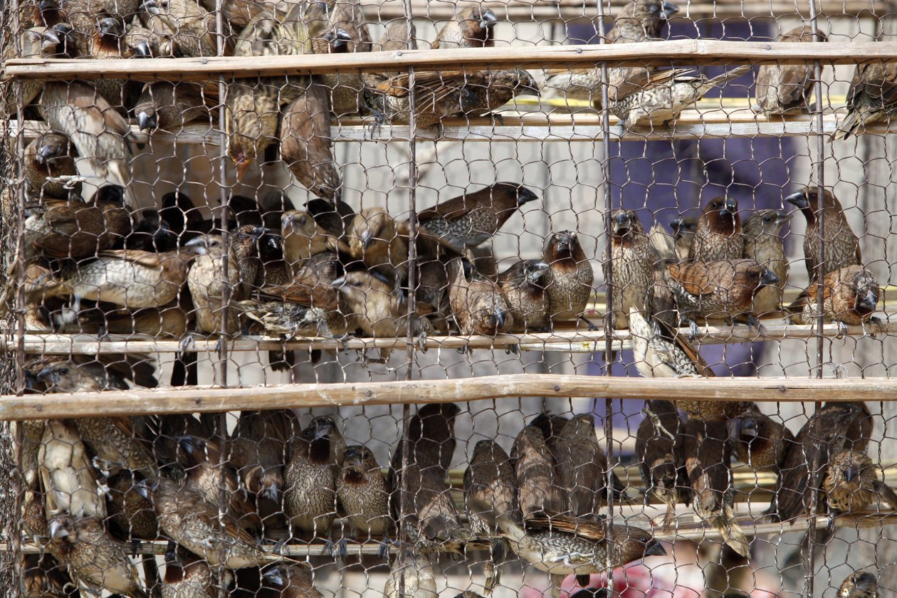 Gevangen vogels, Udong, Cambodja door Unbekannt