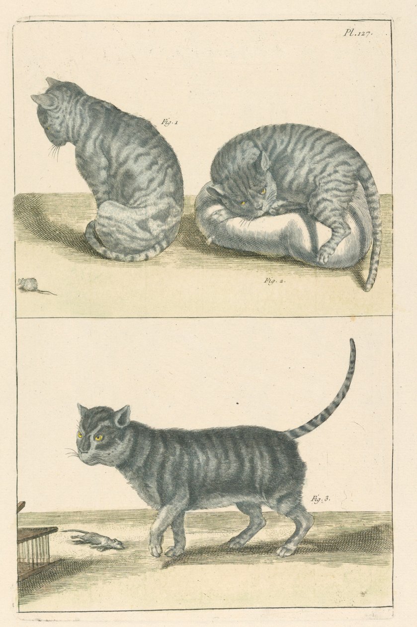 Katten door Unbekannt