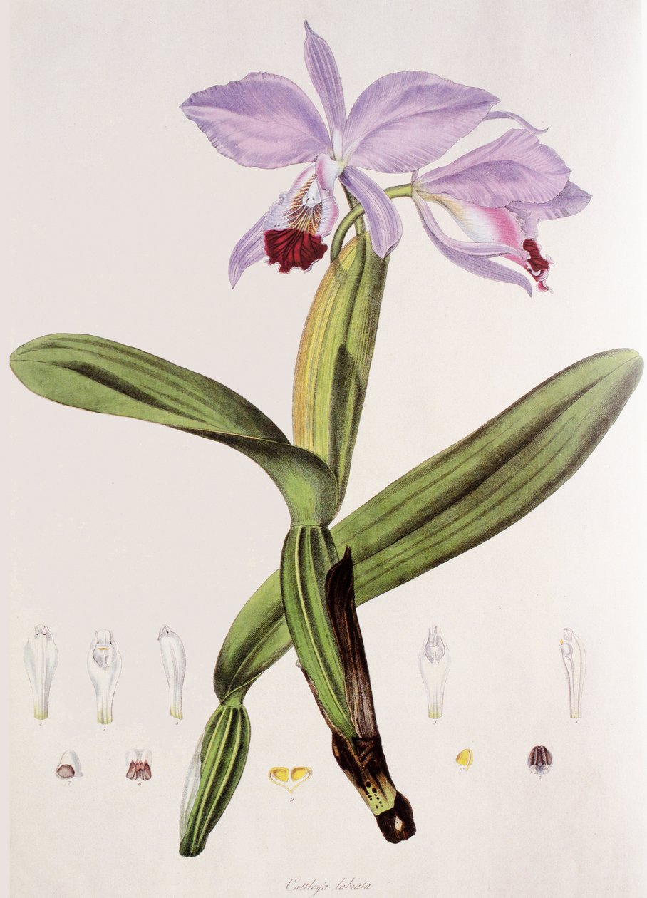 Cattleya labiata door Unbekannt