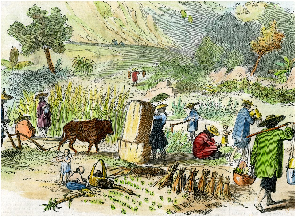 Chinese oogst, Hong Kong, ca. 1875 door Unbekannt