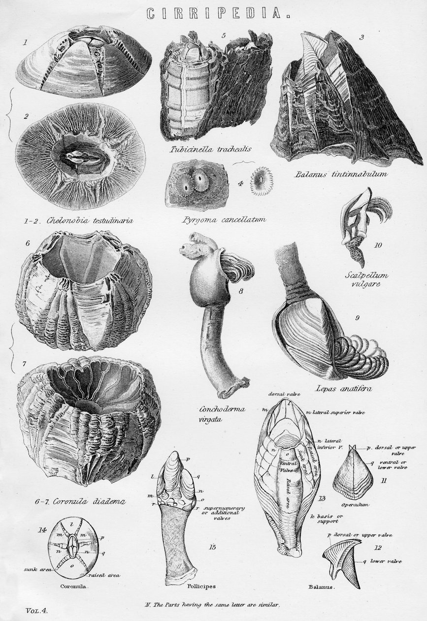 Cirripedia, 19e eeuw door Unbekannt