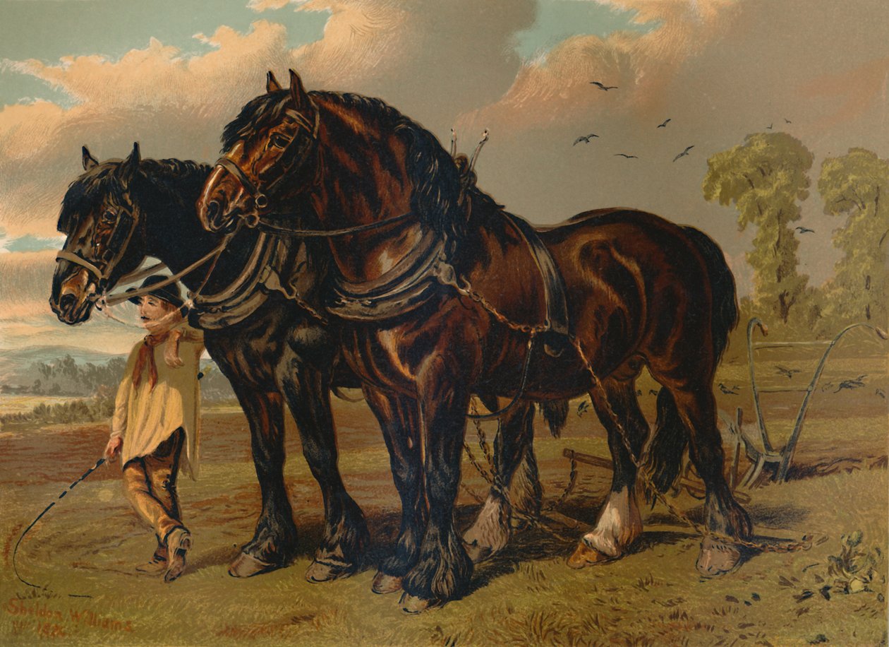 Clydesdale Hengst & Merrie, c1879 door Unbekannt
