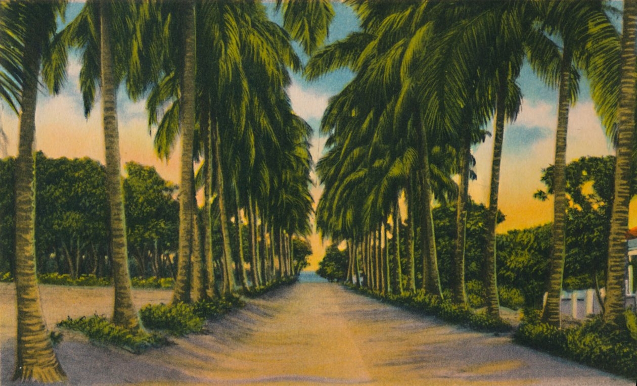 Kokosnootlaan, Barranquilla, ca. 1940s door Unbekannt