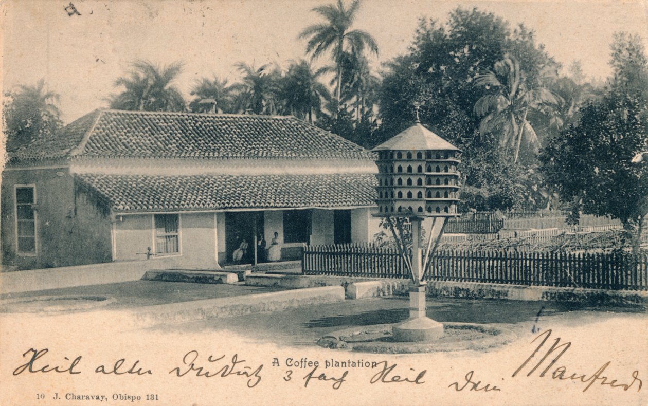 Koffieplantage, ca. 1900 door Unbekannt