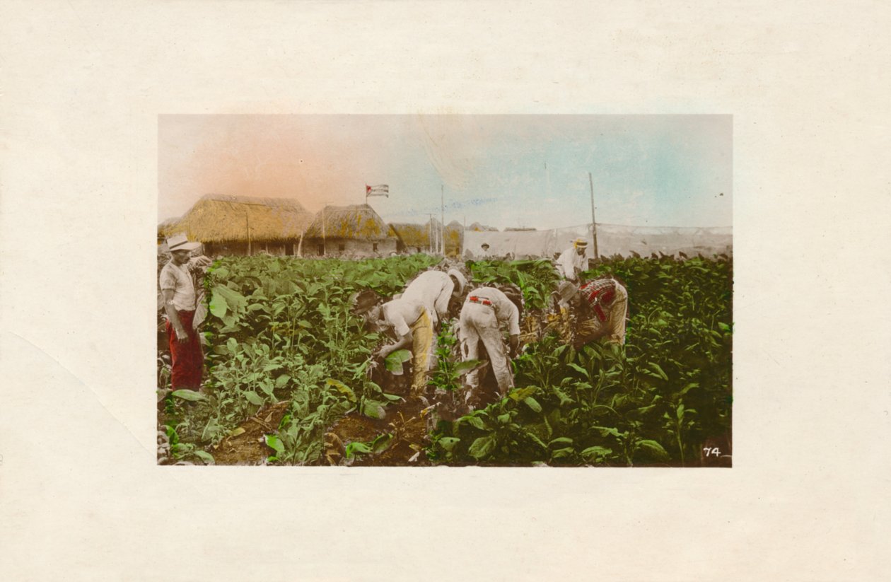 Tabaksplantage, c1910 door Unbekannt