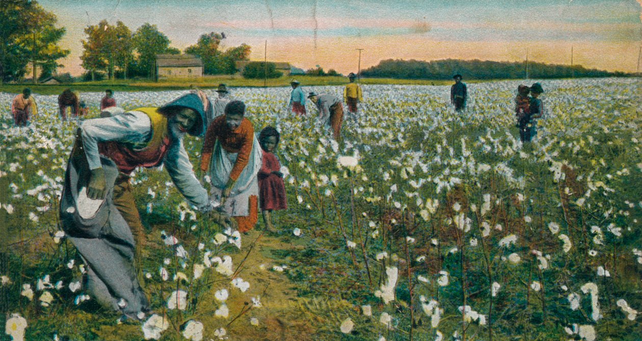 Katoen plukken, Augusta, Georgia, ca. 1900 door Unbekannt