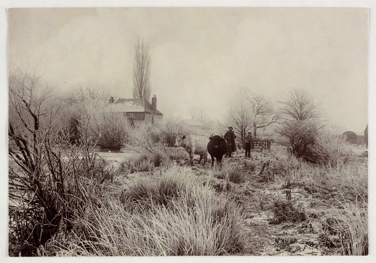 Koeien in een bevroren veld, ca. 1890 door Unbekannt