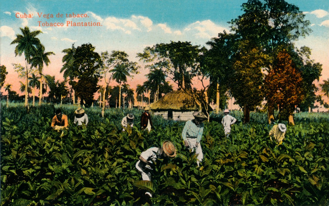 Cuba: Vega de tabaco. Tabaksplantage, ca. 1900 door Unbekannt