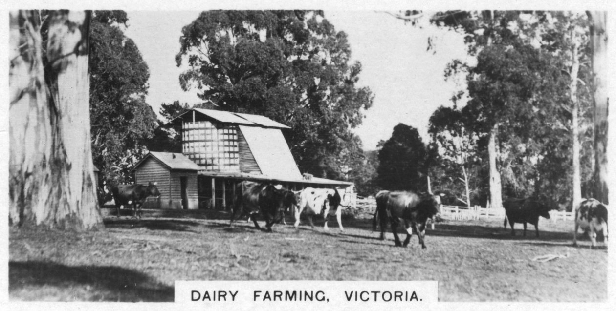 Melkveehouderij, Victoria, Australië, 1928 door Unbekannt