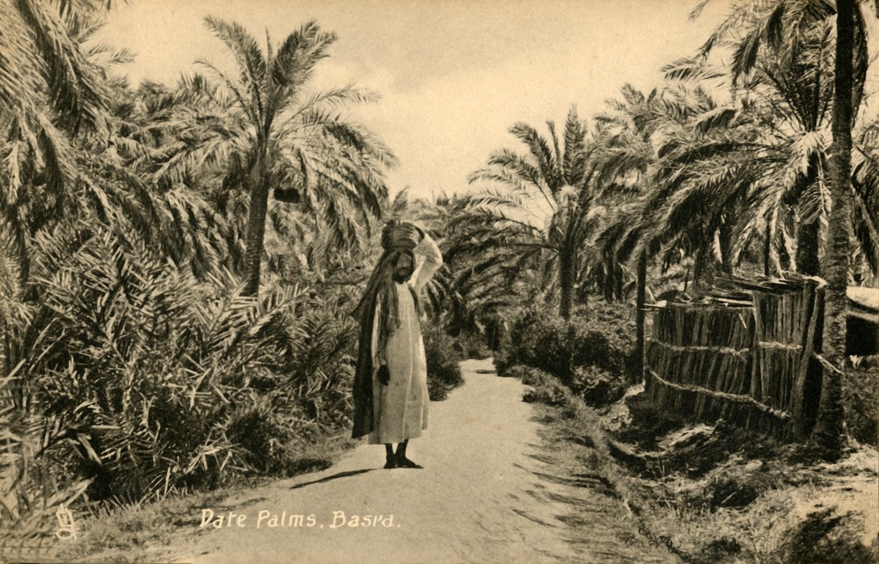 Dadelpalmen, Basra, c1918-c1939 door Unbekannt