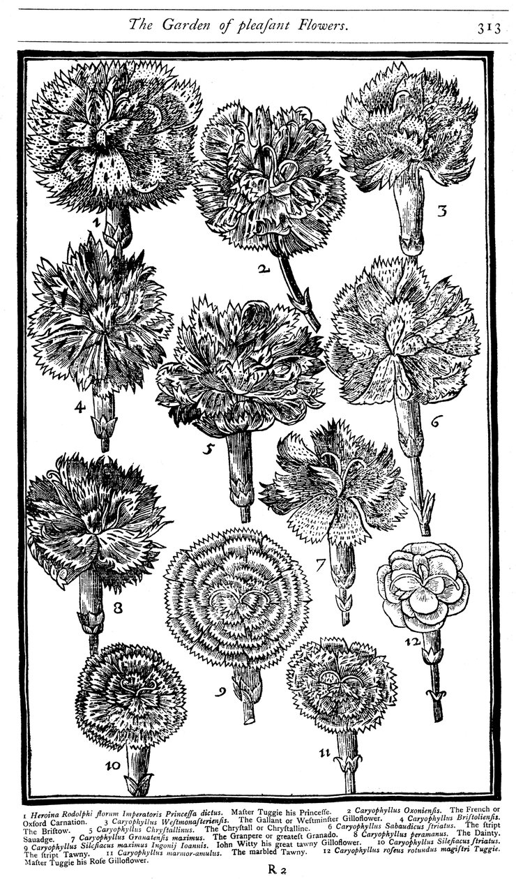 Dianthus anjers en roze, 1629 door Unbekannt