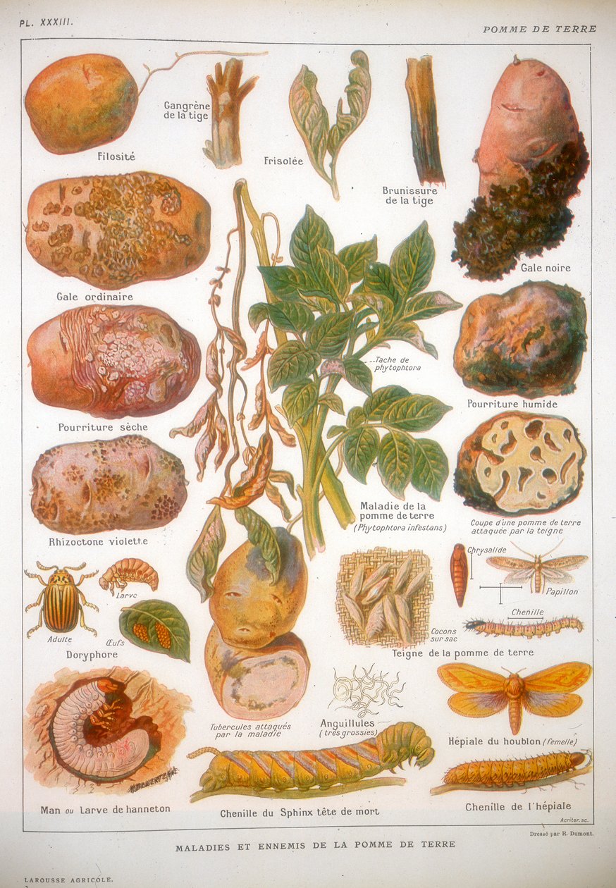 Ziekten van de aardappel, ca. 1920 door Unbekannt