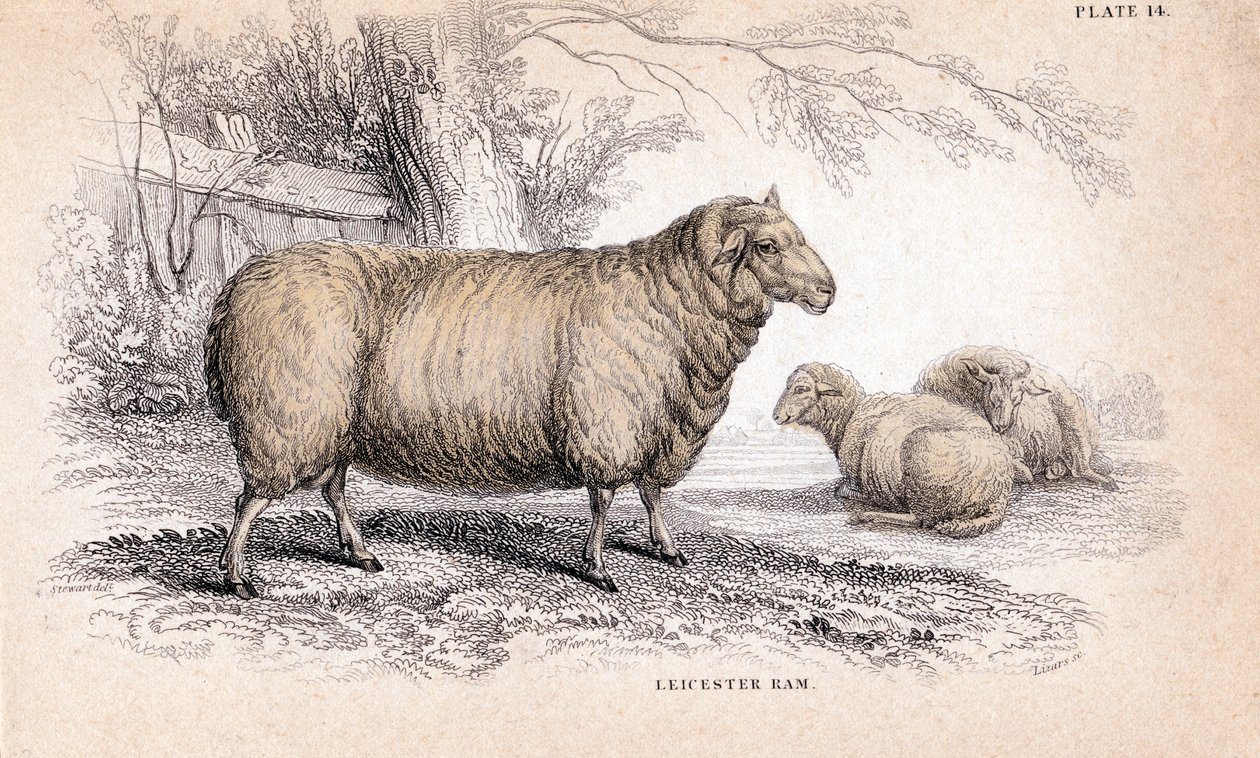 Dishley New Leicester Ram, ca. 1840 door Unbekannt
