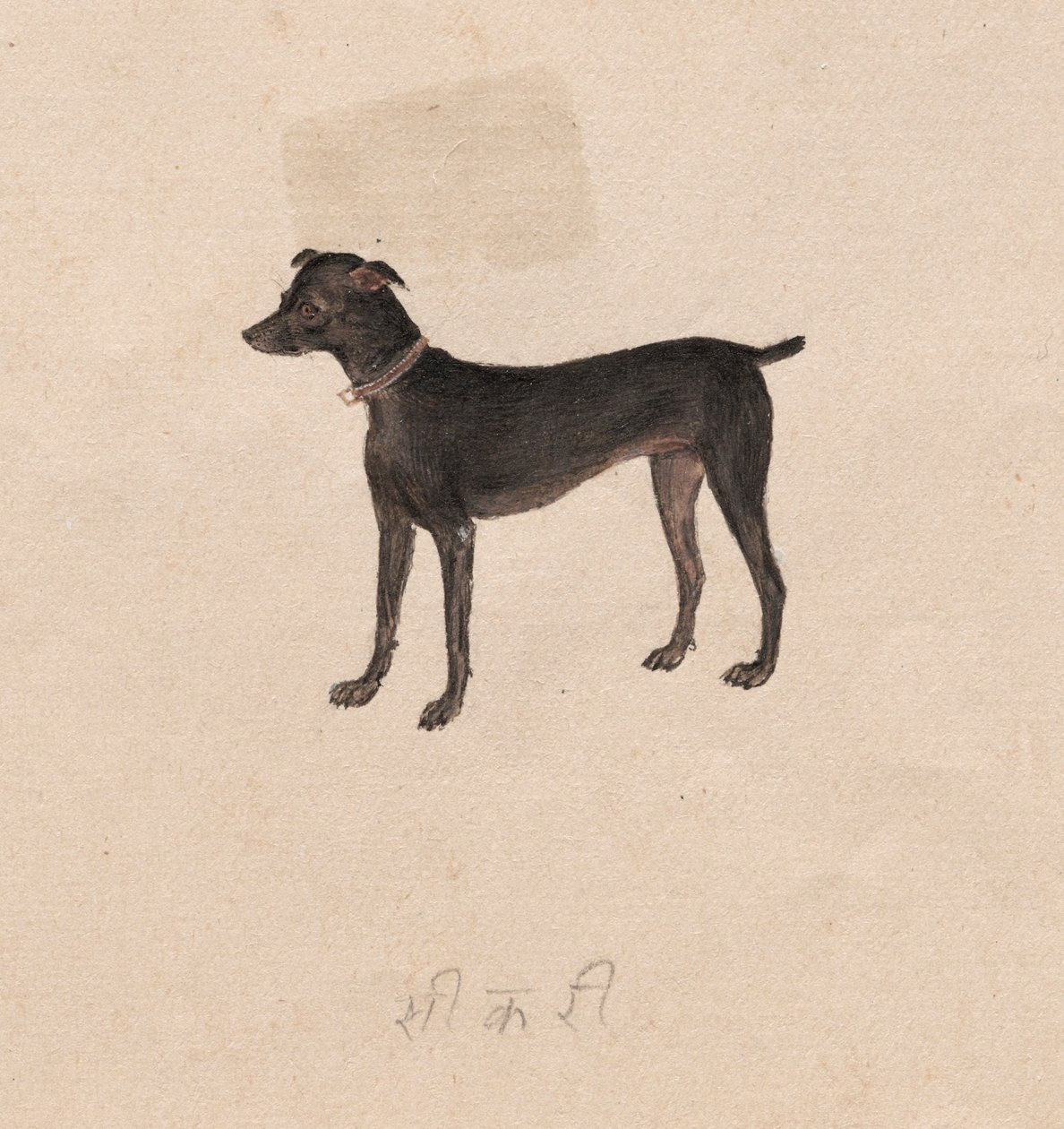 Hond, 1800s door Unbekannt
