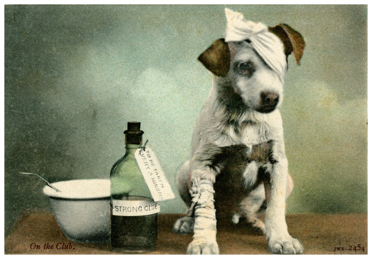 Hond in verband door Unbekannt