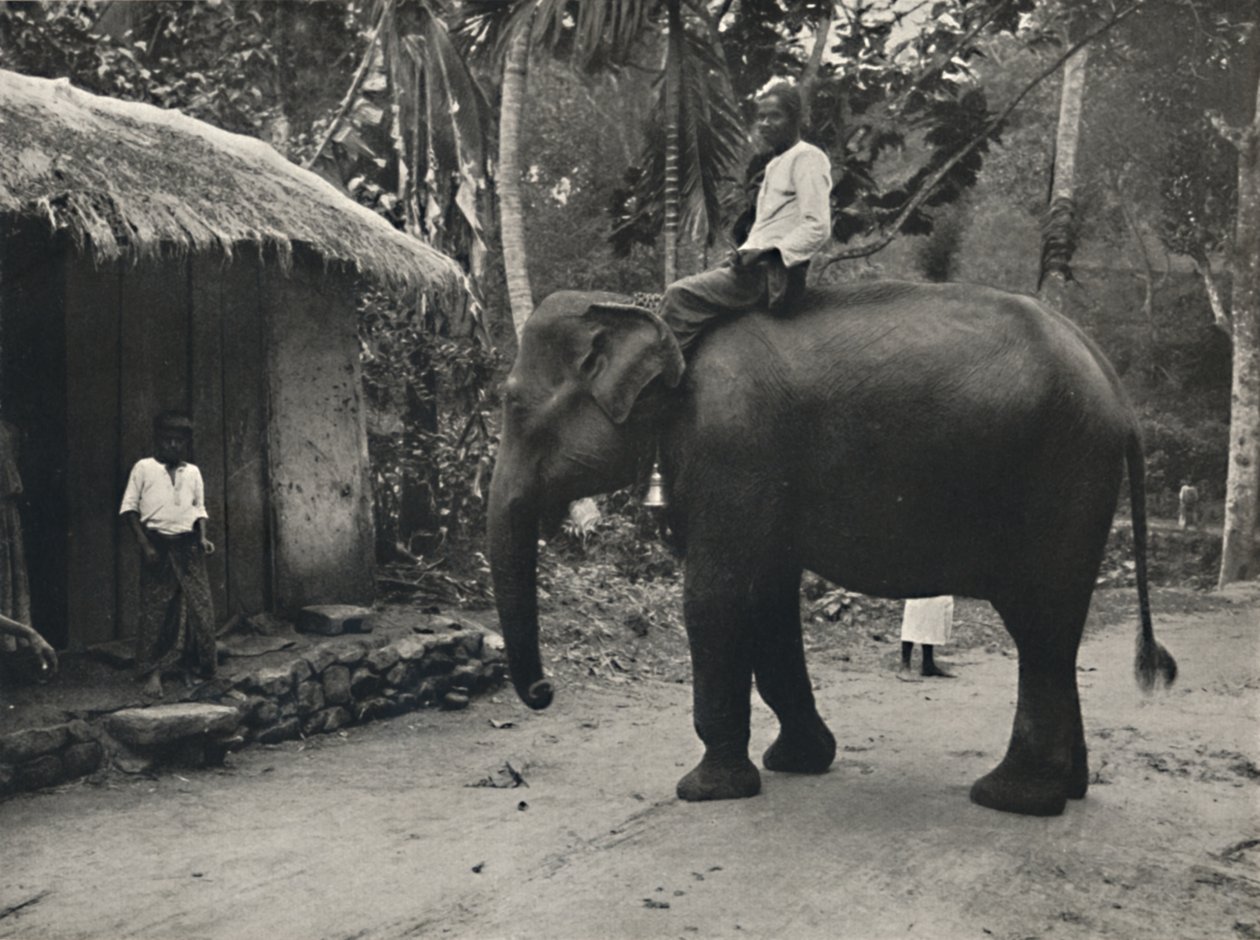 Olifant op een weg bij Kandy, 1926 door Unbekannt