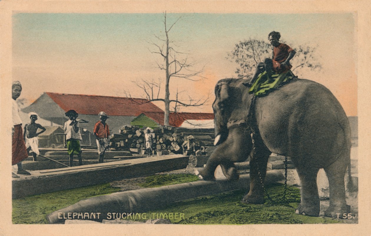 Olifant die hout sleept, ca. 1900 door Unbekannt