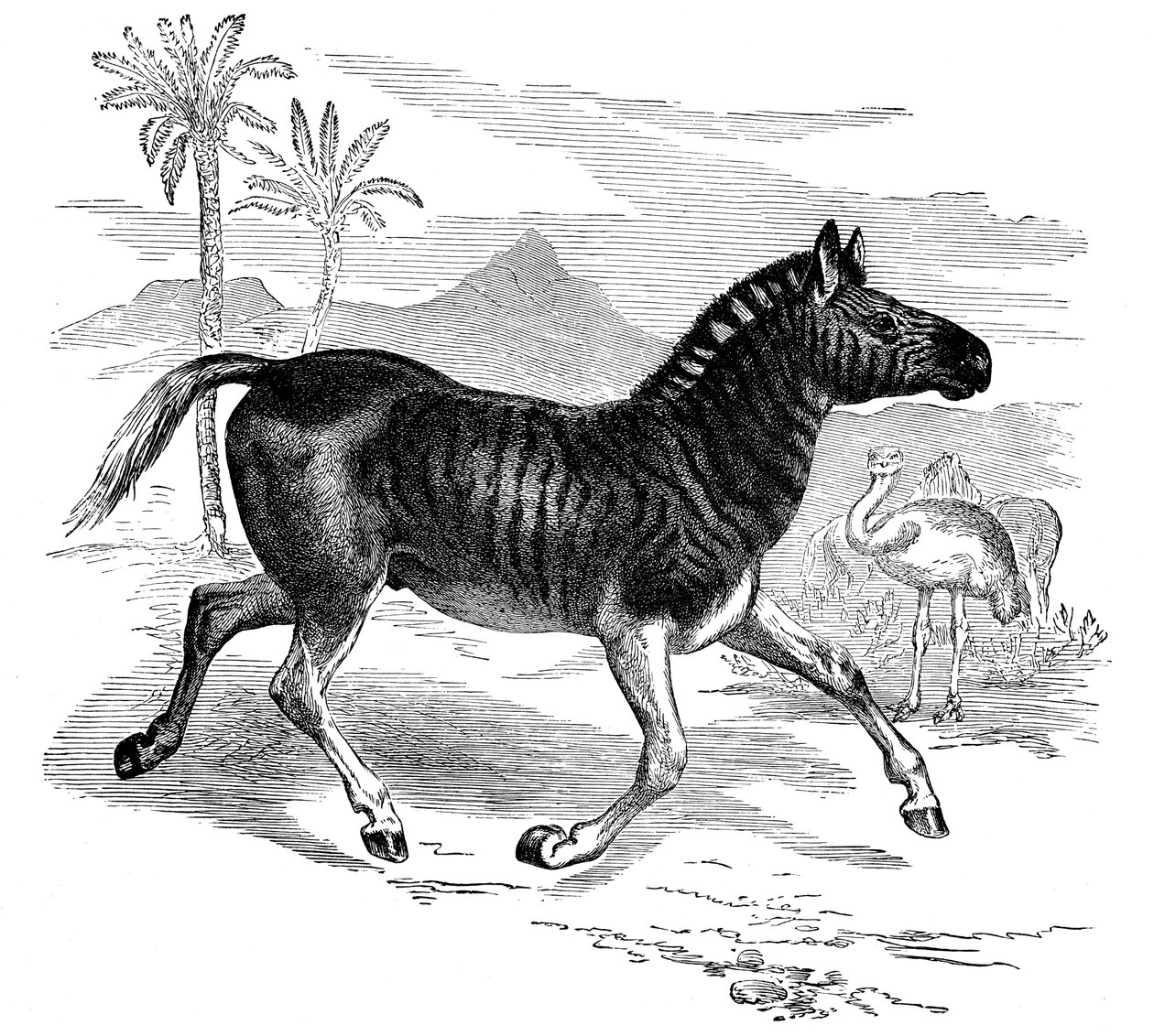 Gravure van een Quagga door Unbekannt