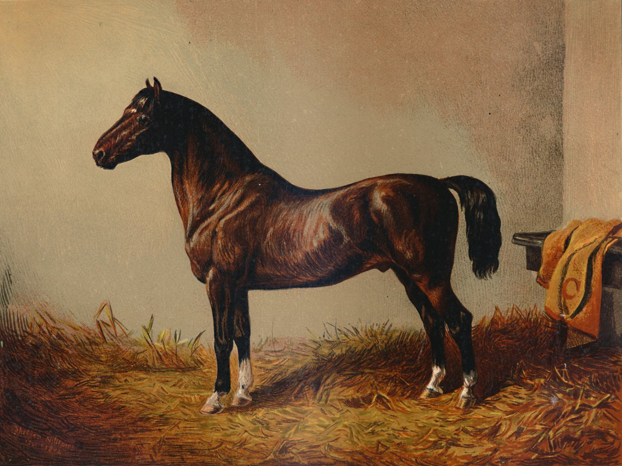Volledige Pony Hack Don Carlos, ca. 1897 door Unbekannt