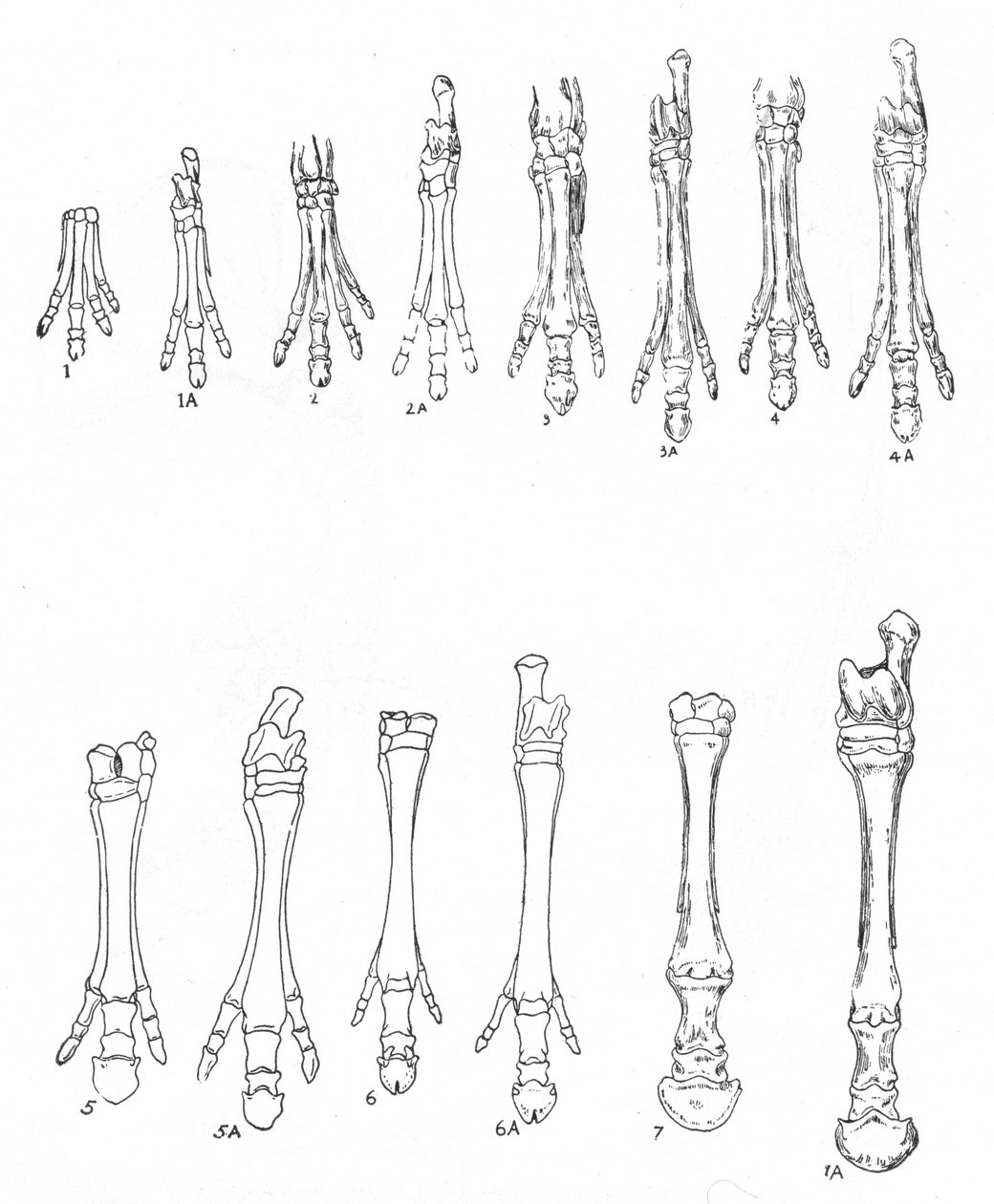 Evolutie van het paard, c1920 door Unbekannt