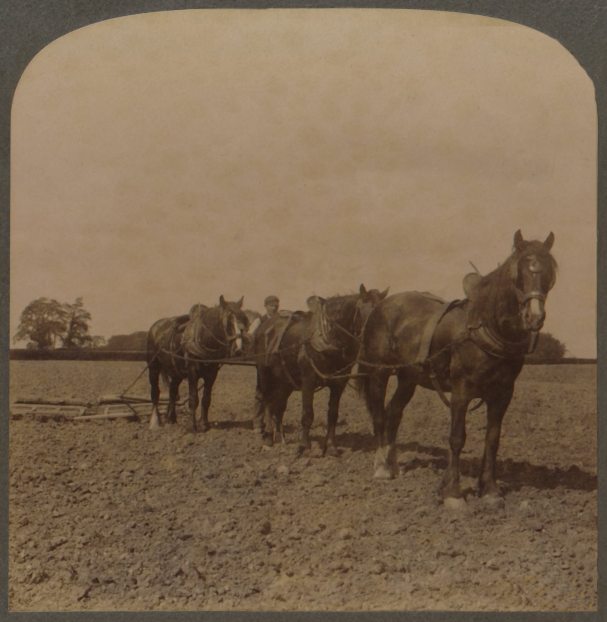 Landbouw in Engeland - Het land eggen, 1909 door Unbekannt