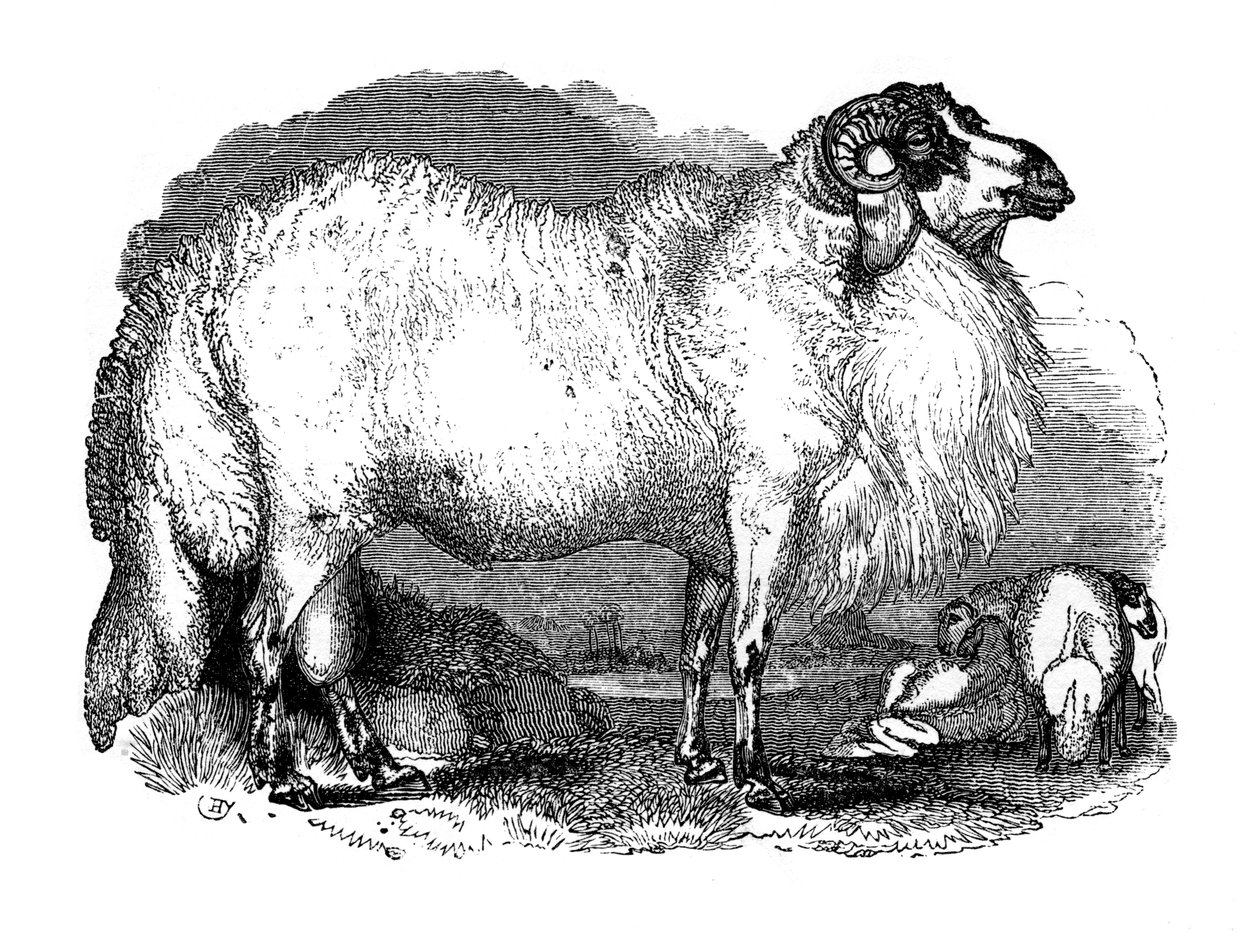 Vetstaartschapen van Syrië, 1848 door Unbekannt