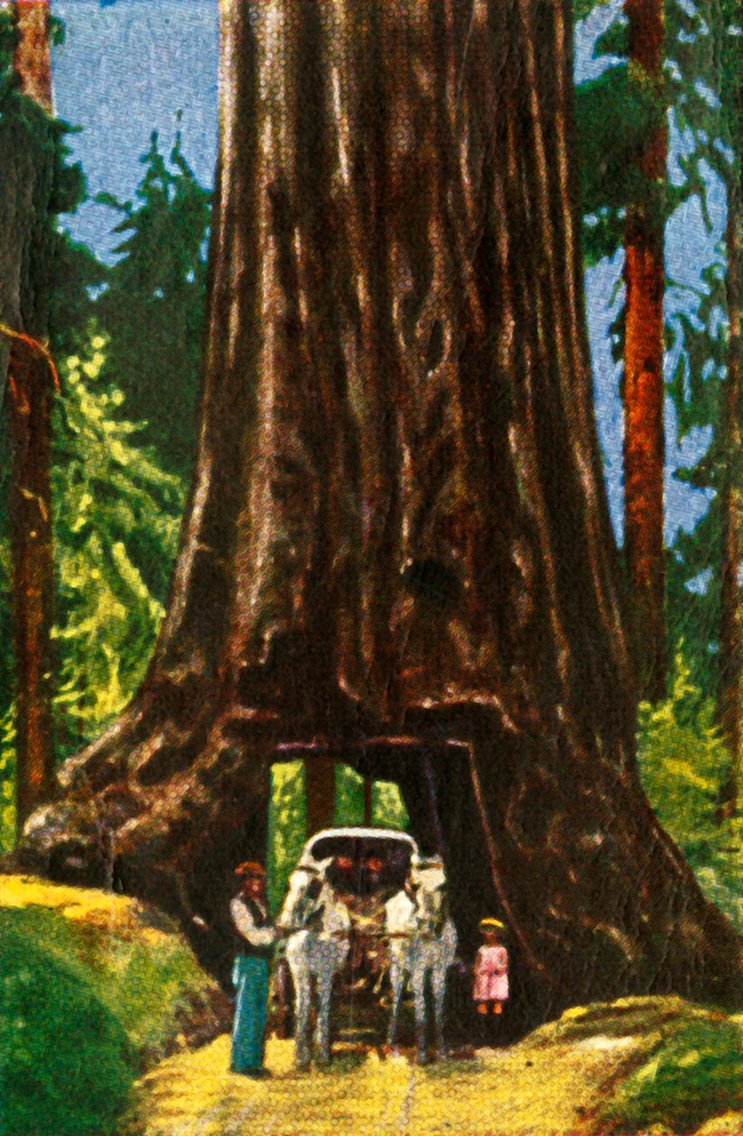 Giant Redwood in Californië, ca. 1928 door Unbekannt
