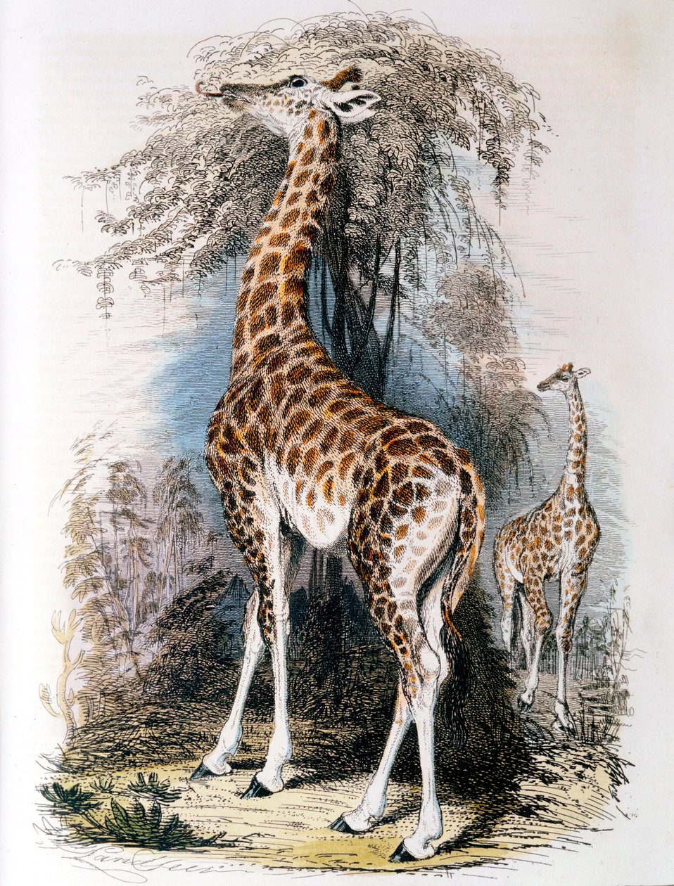 Giraffe die aan een boom knabbelt, 1836 door Unbekannt