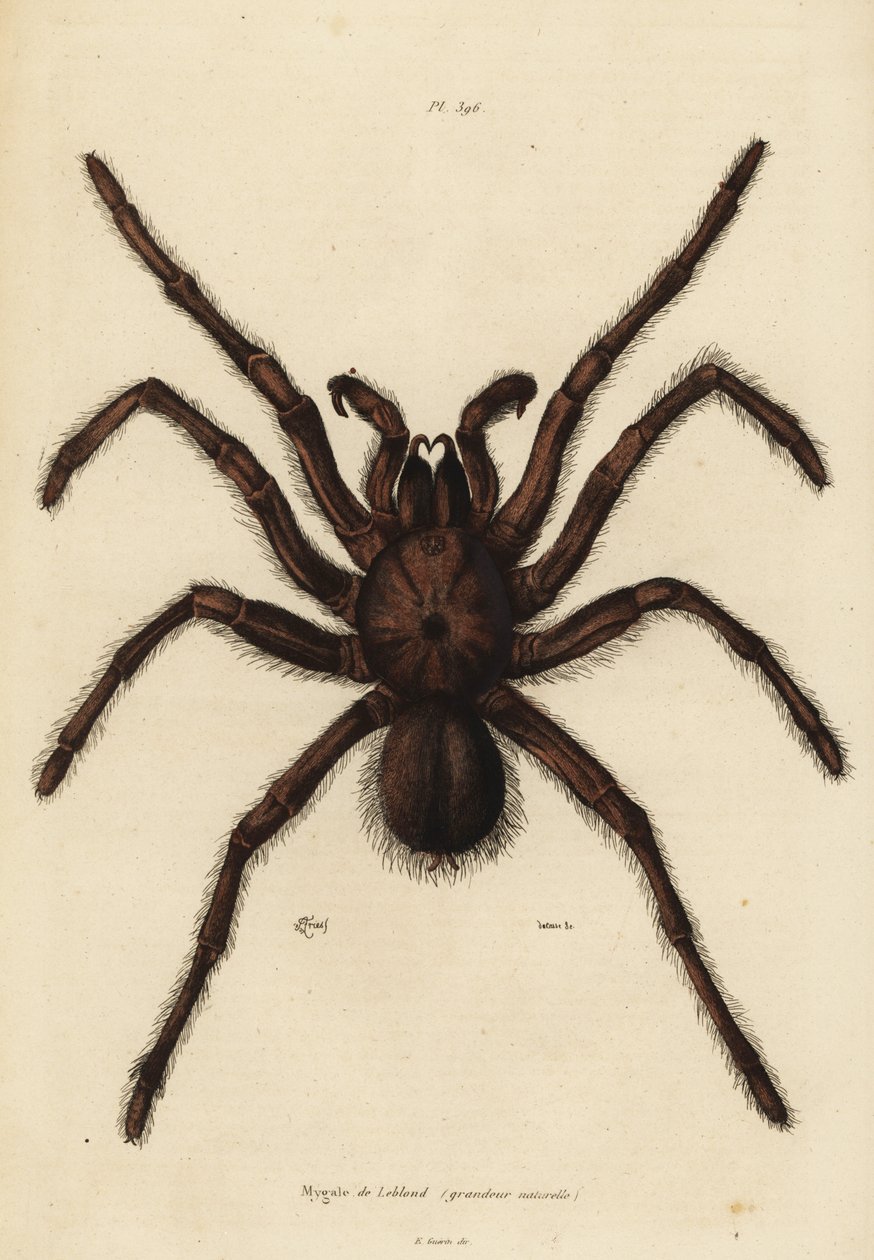 Goliath vogelspin, Theraphosa blondi door Unbekannt