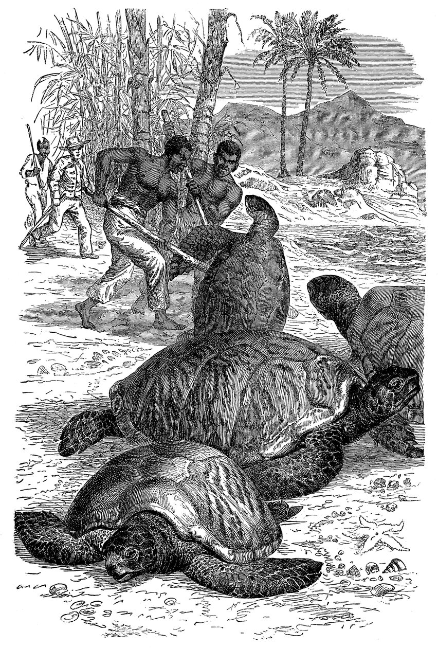 Groene schildpad gevangen door jagers, 1884 door Unbekannt