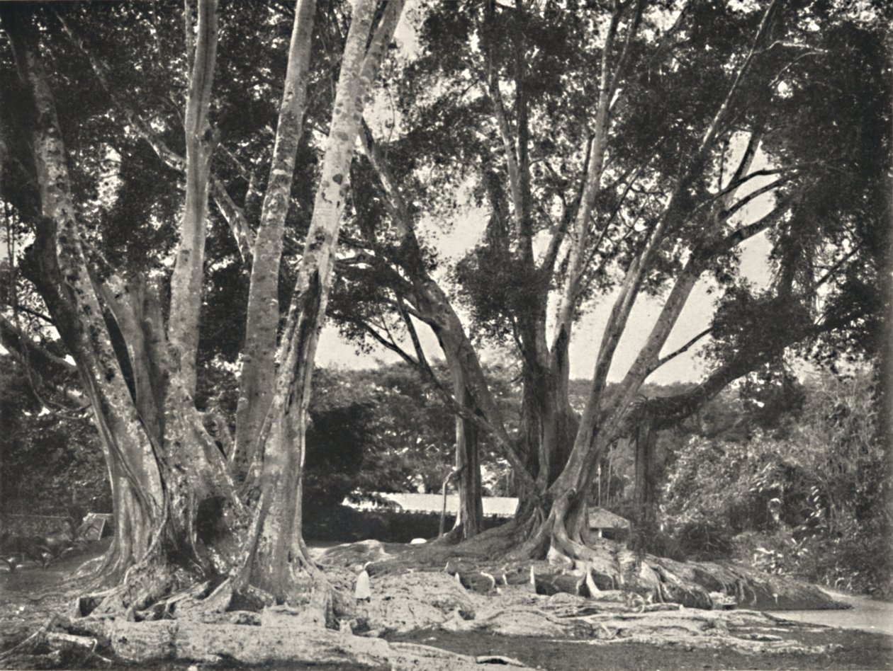 Rubberboom Ficus elastica, 1926 door Unbekannt
