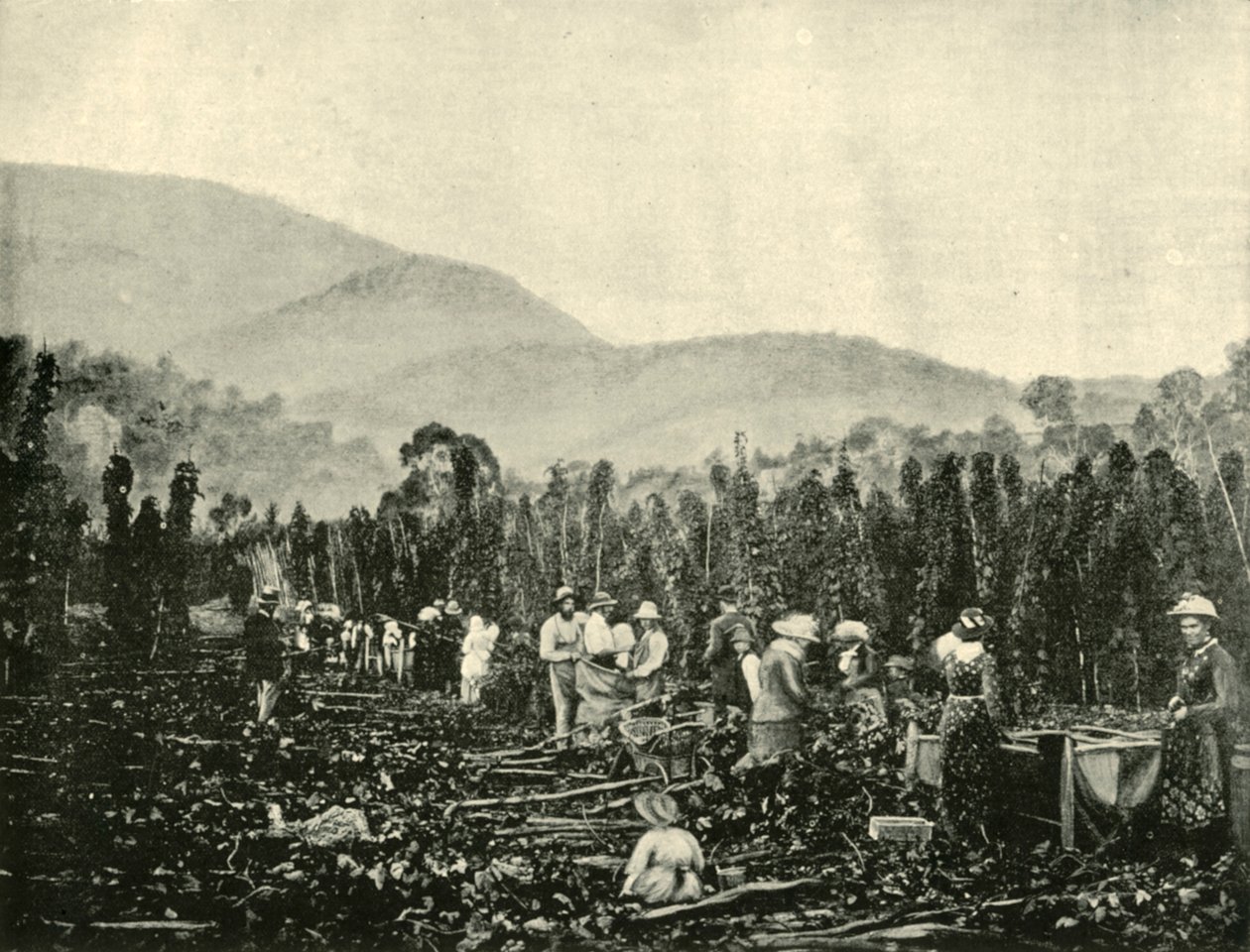 Hop plukken in Tasmanië, 1901 door Unbekannt