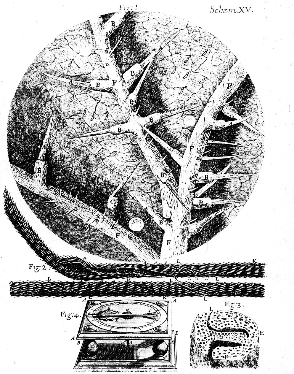 Illustraties van de Engelse microscopist Robert Hookes Micrographia, 1665 door Unbekannt