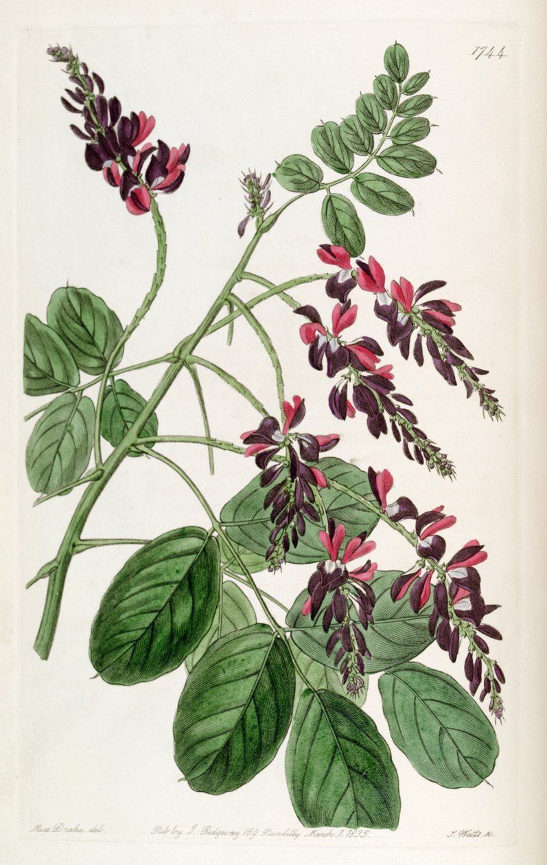Indigofera atropurpurea door Unbekannt