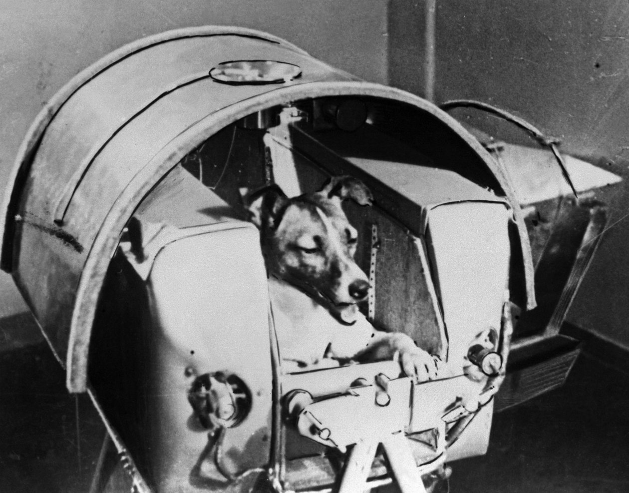 Laika, Russische kosmonautenhond, 1957 door Unbekannt